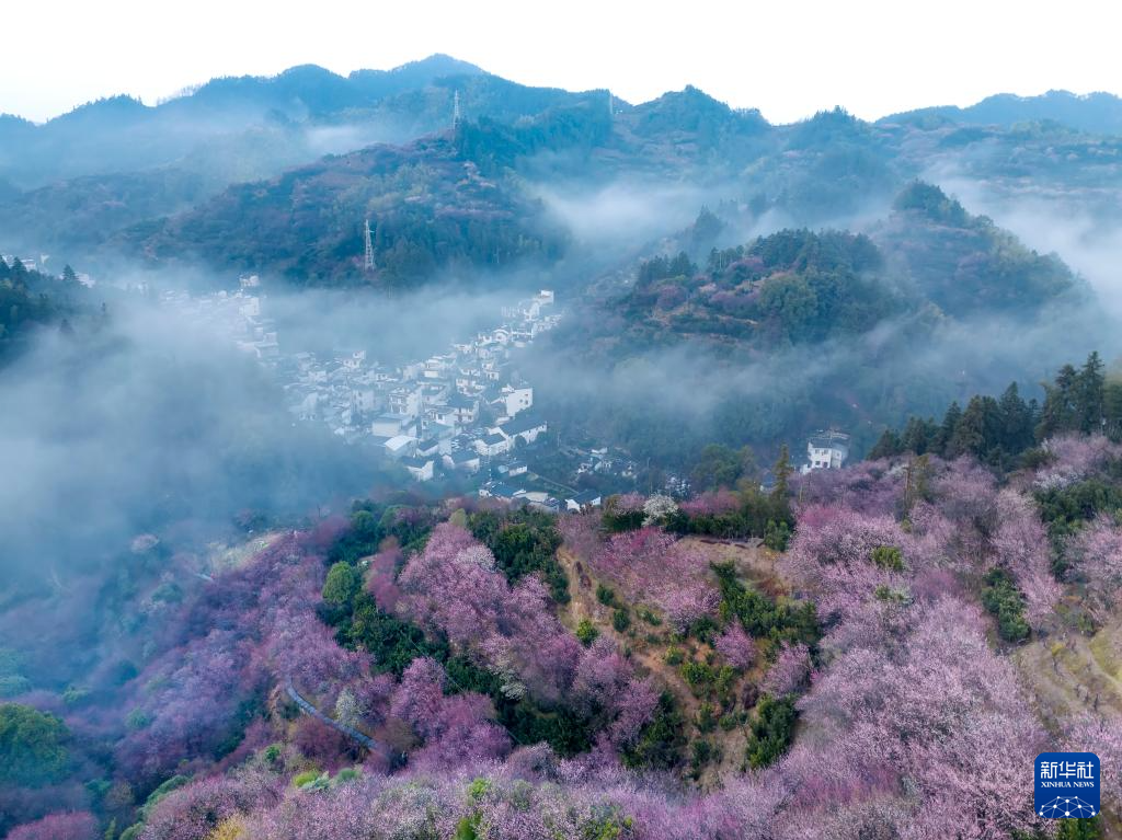 安徽黃山：賣花漁村梅花開