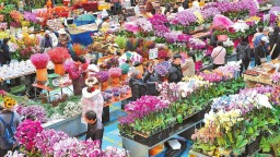 今年1至2月鬥南花卉交易量超17億枝