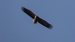 “空中老虎”連續三十餘年“赴約”北京平谷，生態高地催生“觀鳥經濟”