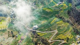 甘肅省隴南市：茶農採摘早春茶