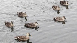 瀋陽：水清鴨歡新開河