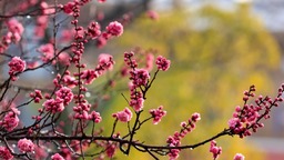 雲南曲靖：梅花綻放報春來