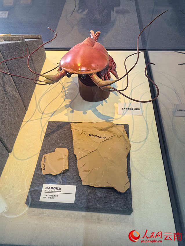 569塊寒武紀化石首次進京集中展出