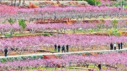 甘肅隴南：桃花競相綻放
