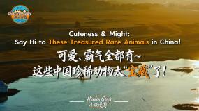 可愛、霸氣全都有，這些中國珍稀動物太“寶藏”了！