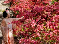 河南汝陽：杜鵑花開西泰山