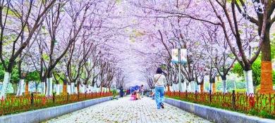 合肥：粉上春天