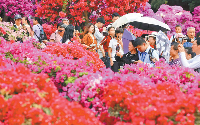 深圳簕杜鵑賞花周開啟 人如潮 花如海