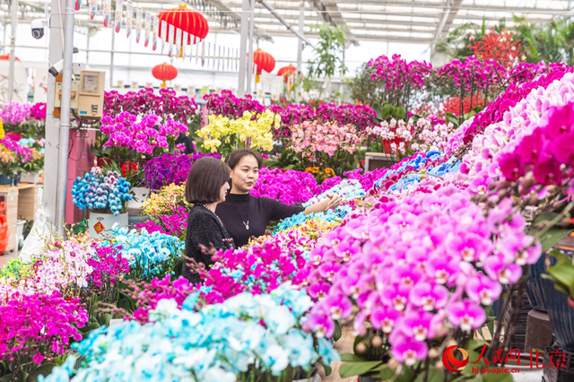 小花朵大産業 為首都花園城市添“花樣”