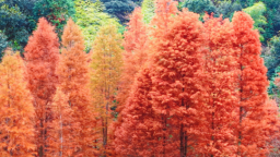 福州閩清古洋村水杉正當“紅”