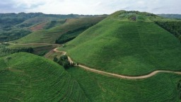 黔地早茶香！早茶成貴州茶産業新增長極