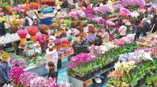 今年1至2月鬥南花卉交易量超17億枝