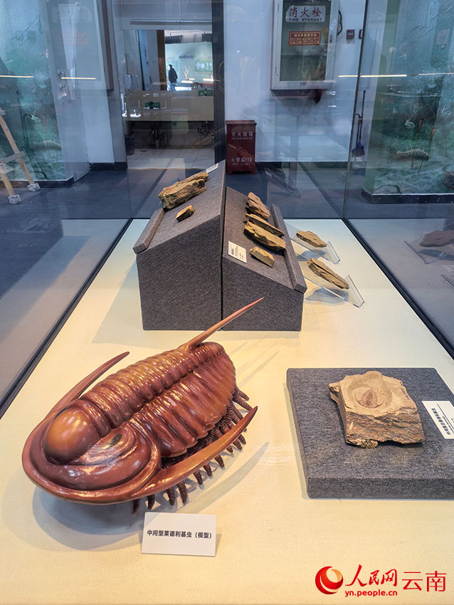 569塊寒武紀化石首次進京集中展出