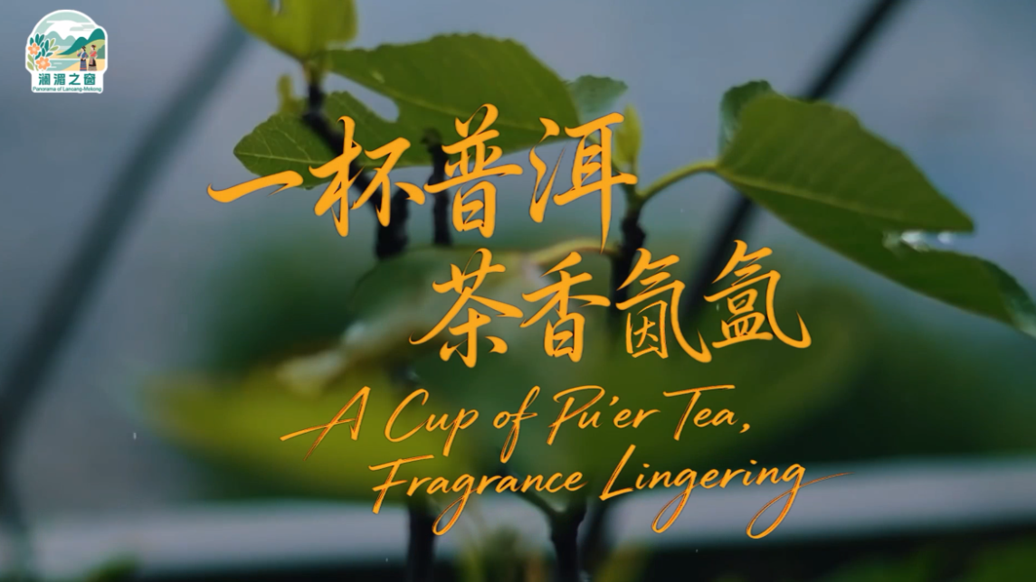 【瀾湄之窗】一杯普洱 茶香氤氳_fororder_d5be1fdd38b208eca7d500976dc8efd6