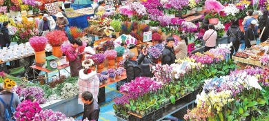 今年1至2月鬥南花卉交易量超17億枝