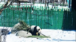 黑龍江亞布力：大熊貓雪地“畫梅花”