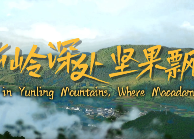 【從雲南出發】雲嶺深處 堅果飄香_fororder_微信圖片_〉〇〉」-〇《-〈【_〇【「【「〇_《」》