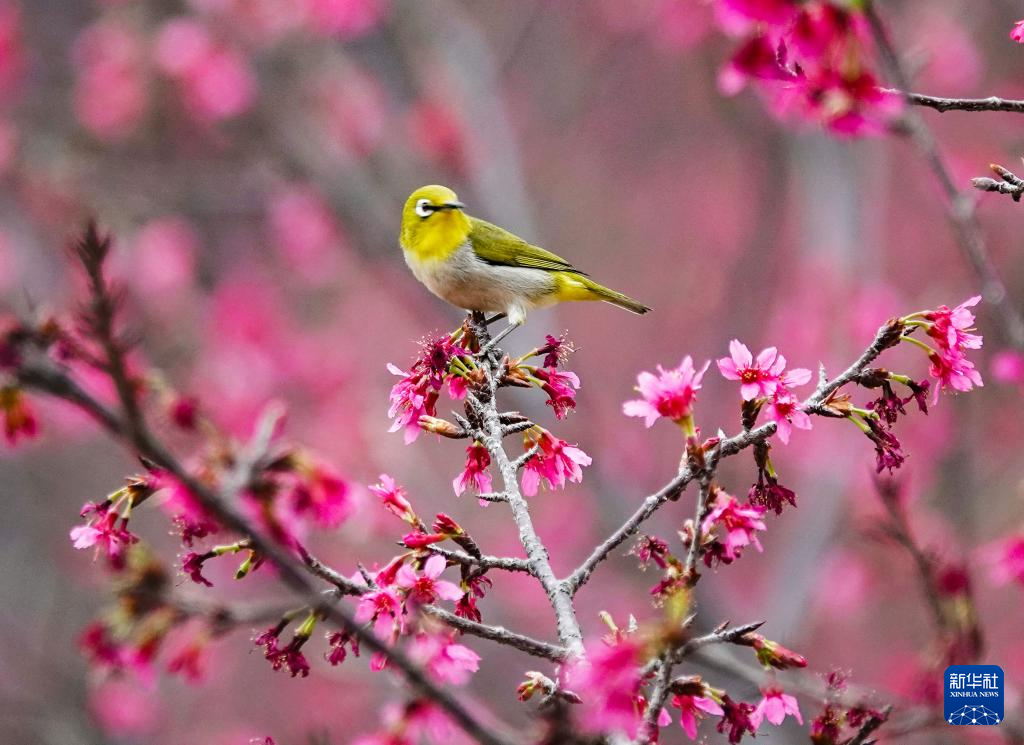 安徽黃山：鶯鳴一兩囀，花樹數重開