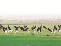 洛陽孟津黃河濕地9個最佳觀鳥點位發佈