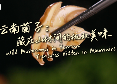 【從雲南出發】雲南菌子：藏在山林間的極致美味