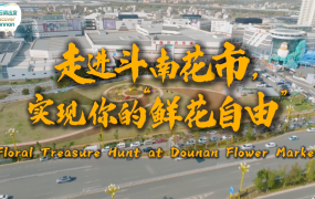 【從雲南出發】走進鬥南花市，實現你的“鮮花自由”！