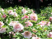 山東菏澤：牡丹花開傾城引客來