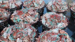 福州“開漁第一網”海鮮上岸了_fororder_6ca10368b669498cac388500f80af497.800x444