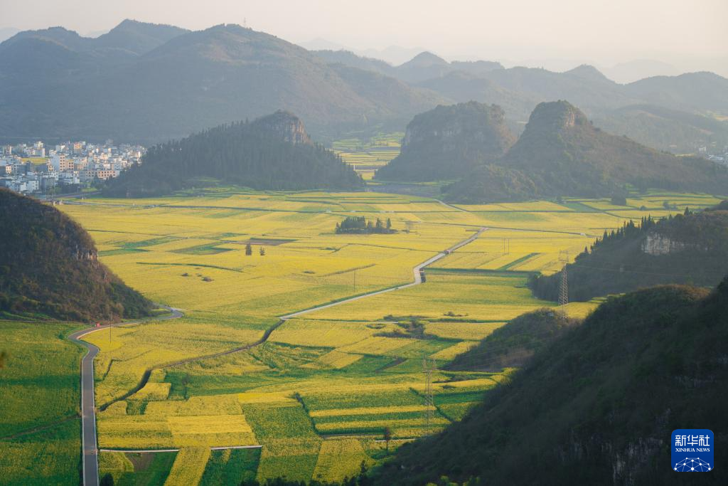 雲南羅平：金色花海引遊人
