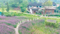安徽廬江：以花為媒促農旅