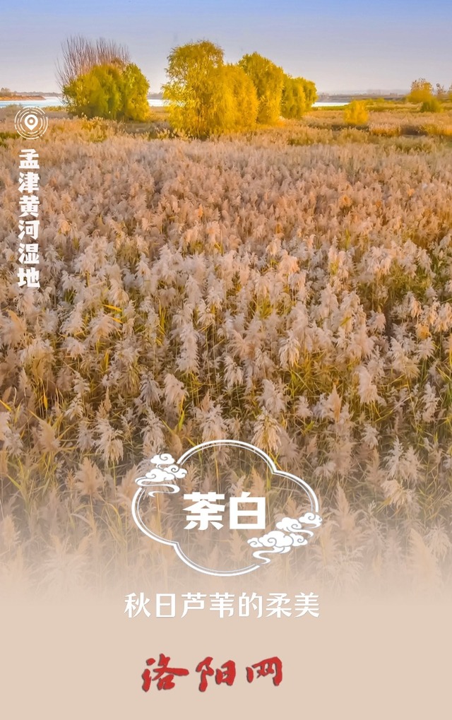 美不勝收！在中國傳統色裏打開洛陽的秋天