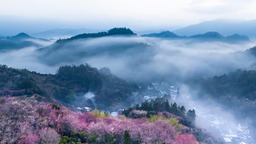 安徽黃山：鶯鳴一兩囀，花樹數重開