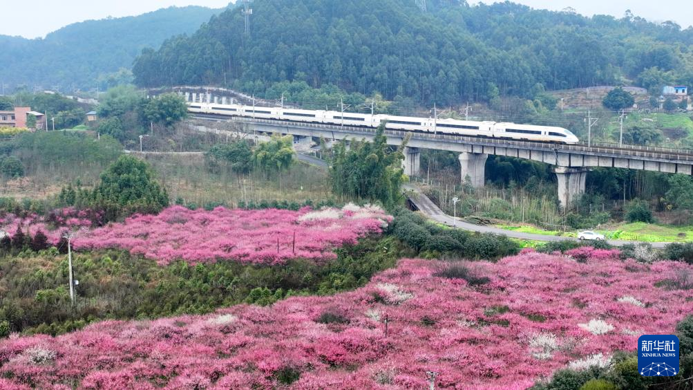 安徽黃山：鶯鳴一兩囀，花樹數重開