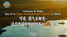 【“中國遊記”第二季㉗】可愛、霸氣全都有，這些中國珍稀動物太“寶藏”了！_fororder_微信圖片_20260331151310_1174_79