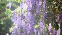 廈門：藍花藤迎盛花期  “花瀑”綿延數十米