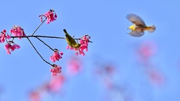 福建：相約春天賞櫻花