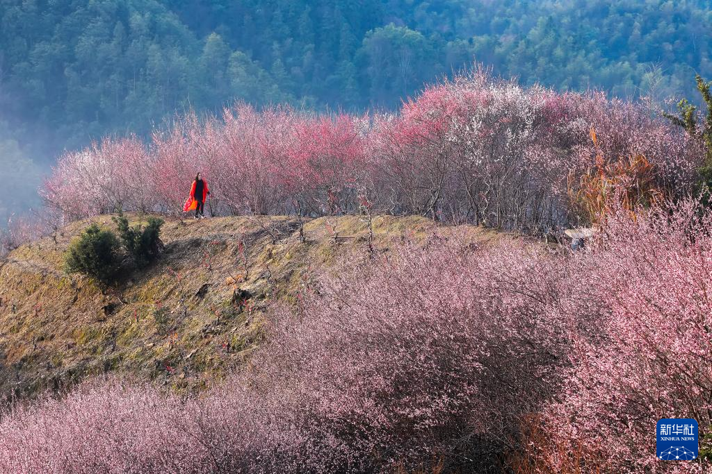安徽黃山：賣花漁村梅花開