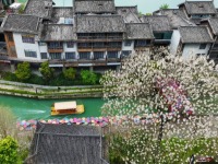 重慶黔江：泡桐花開 古鎮如畫