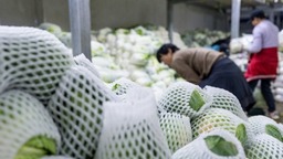 雲南通海：中老鐵路助力蔬菜外銷