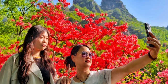 河南汝陽：杜鵑花開西泰山