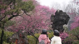 杭州：靈峰探梅