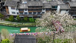 重慶黔江：泡桐花開 古鎮如畫