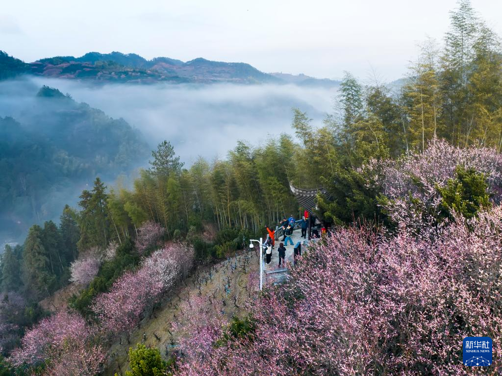 安徽黃山：賣花漁村梅花開