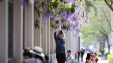 廈門：藍花藤迎盛花期  “花瀑”綿延數十米