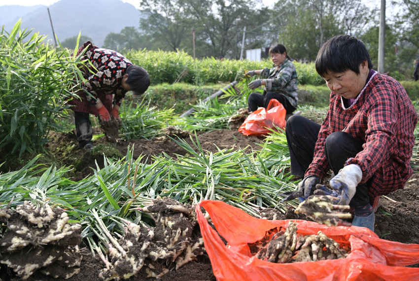 信陽市新縣:小黃姜喜獲豐收 信陽市新縣:小黃姜喜獲豐收_fororder_村民正在采收小黃姜(焦漢平 攝)