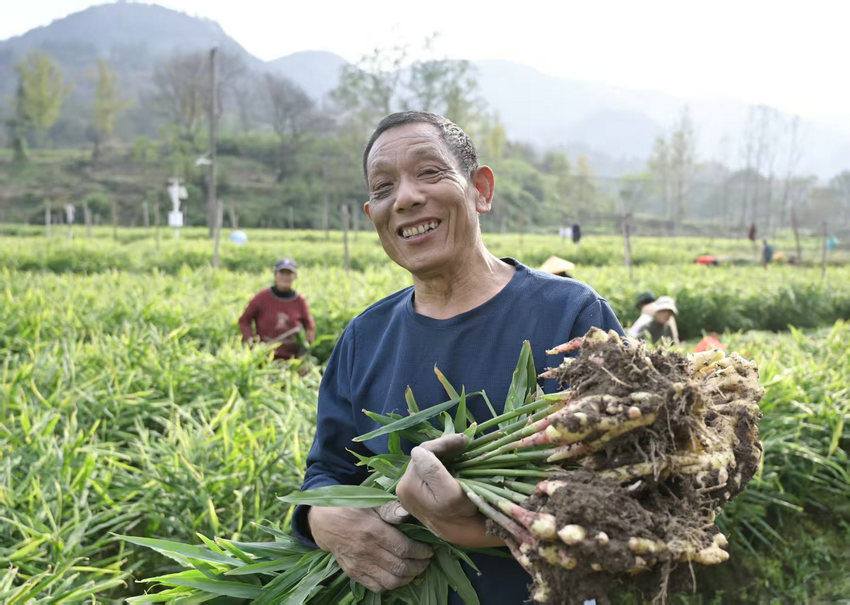 信陽市新縣:小黃姜喜獲豐收 信陽市新縣:小黃姜喜獲豐收_fororder_收穫的喜悅(焦漢平 攝)