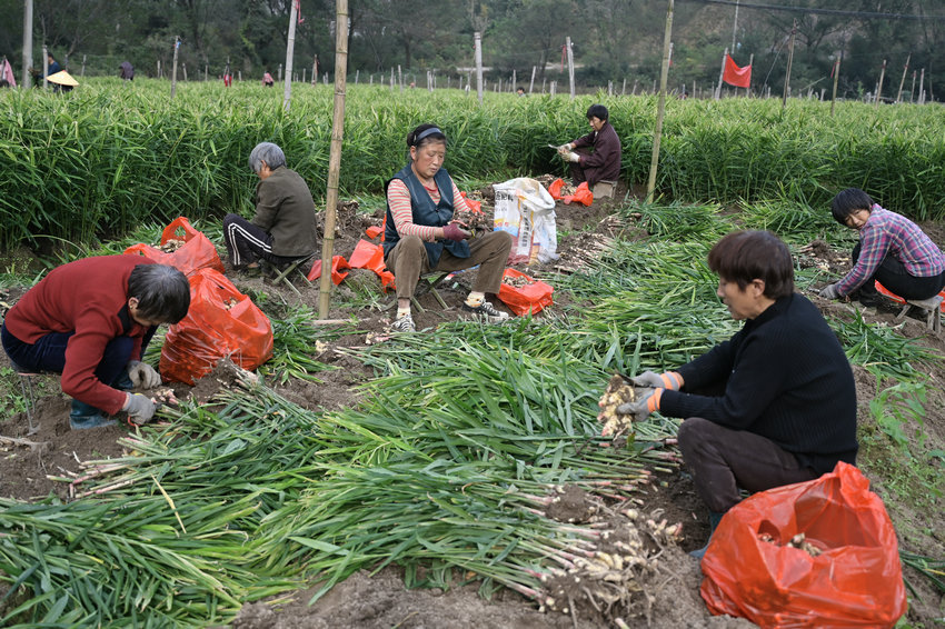 信陽市新縣:小黃姜喜獲豐收_fororder_採摘小黃姜(焦漢平 攝)