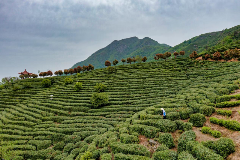 信陽市固始縣:多策助茶興 茶香促振興_fororder_圖片2