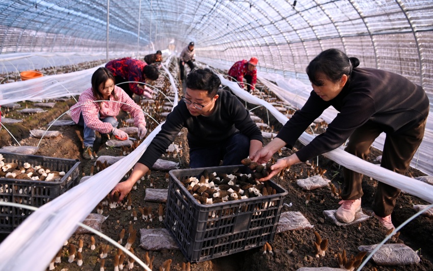 信陽市新縣：羊肚菌搶“鮮”上市  繪出春日好“豐”景_fororder_大家一起採摘（焦漢平 攝）