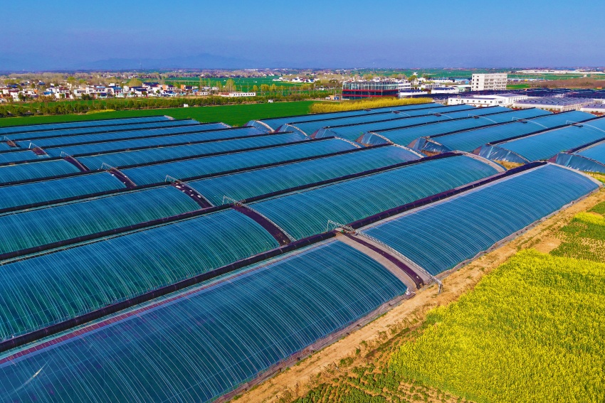 南陽市內鄉縣舉辦"桃花映內鄉 産業興未來"主題采風活動_fororder_灌漲鎮設施農業.JPG