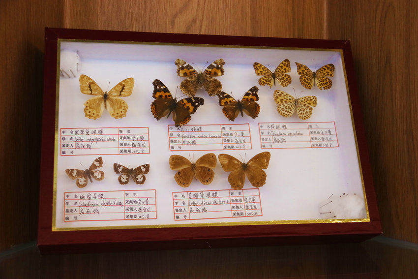 “豫”見美麗 多樣生物——探訪南陽內鄉生物多樣性保護的密碼_fororder_內鄉縣湍河濕地宣教館展出的蝴蝶標本.JPG